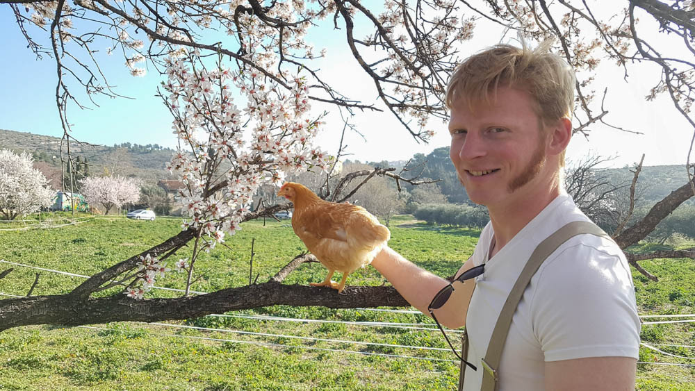 Nos poules sont arrivées, elles profitent déjà du soleil !