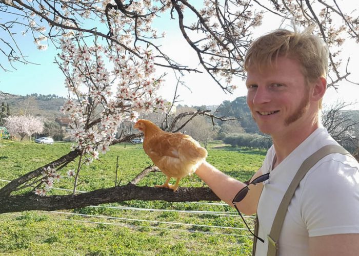 Nos poules sont arrivées, elles profitent déjà du soleil !