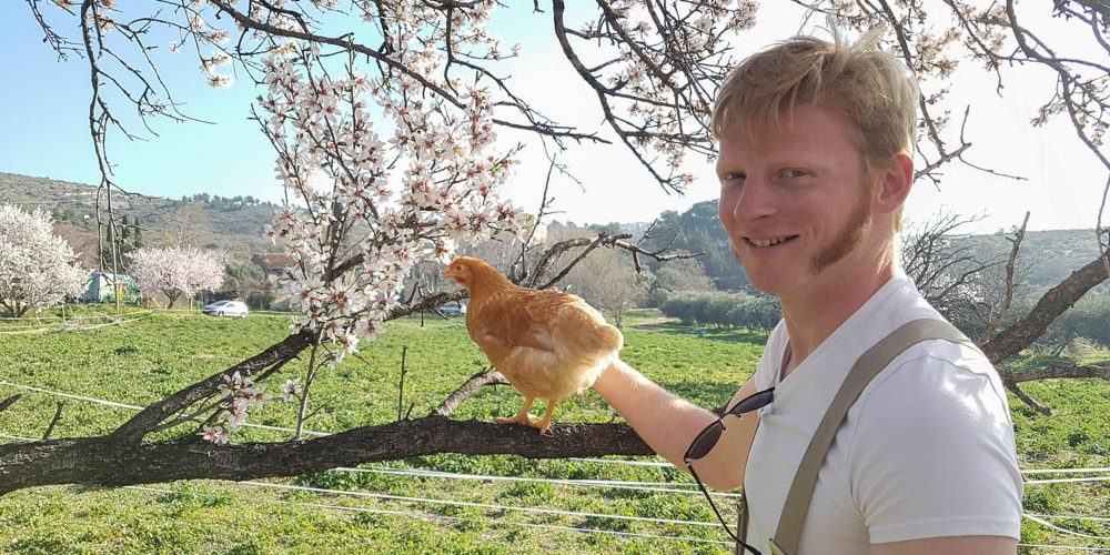 Nos poules sont arrivées, elles profitent déjà du soleil !